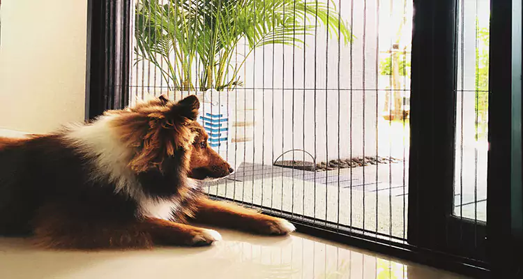 Sliding Screen Pet Door Repair in Hialeah Gardens, FL