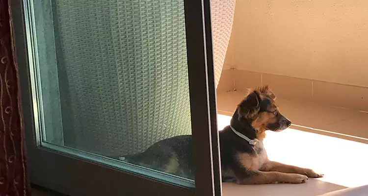 French Door Pet Screen Repair in Hialeah Gardens, FL